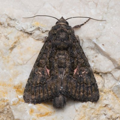 Aedia leucomelas (tmavopáska jižní), lom Perná