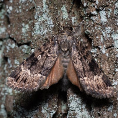 Amphipyra pyramidea (blýskavka ořešáková), Žebětín
