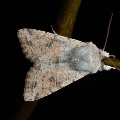 Orthosia incerta (jarnice březnová), Kývalka