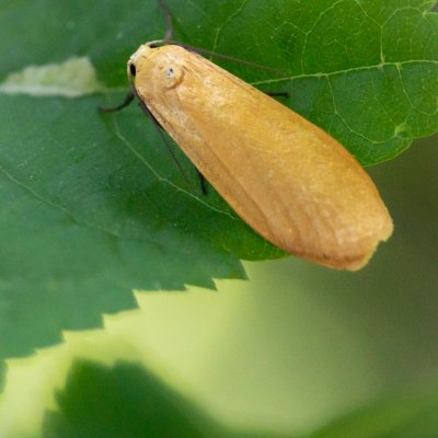 Eilema sororcula (lišejníkovec žlutý), Žebětín