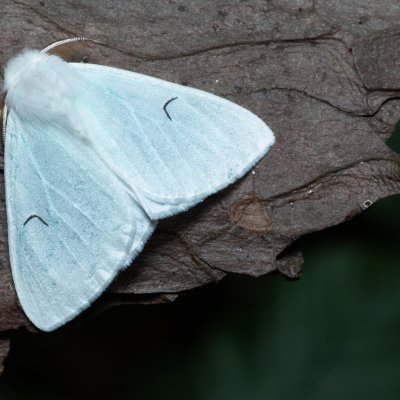 Arctornis l-nigrum (bekyně černé L), Augšperský potok