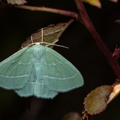Hemistola chrysoprasaria (zelenopláštník plaménkový), PP Na cvičišti
