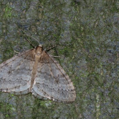 Operophtera brumata (píďalka podzimní), Žebětín