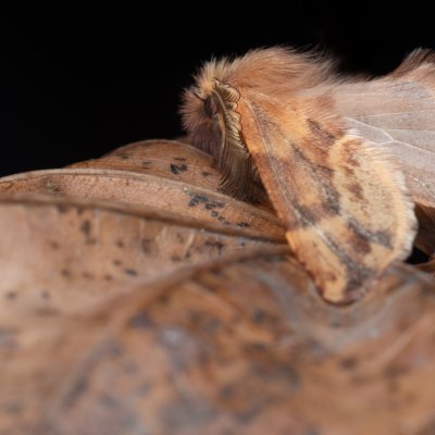 Ptilophora plumigera (hřbetozubec javorový), PR Kamenný vrch