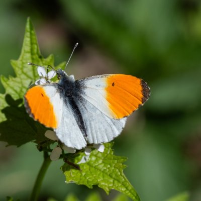 Anthocharis cardamines (bělásek řeřichový), Střední Pojihlaví