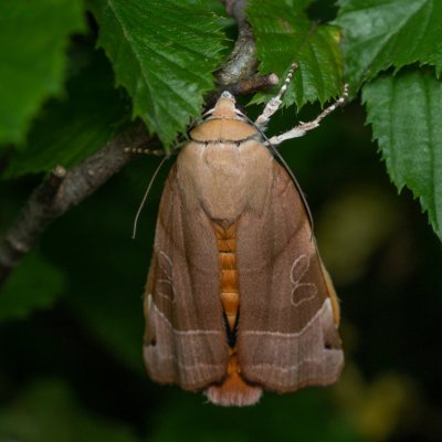 Noctua fimbriata (osenice zemáková), Žebětín