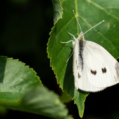 Pieris rapae (bělásek řepový), Podkomorské lesy