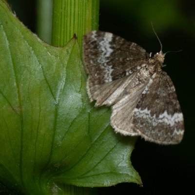 Perizoma alchemillata (píďalka konopicová), PP Augšperský potok