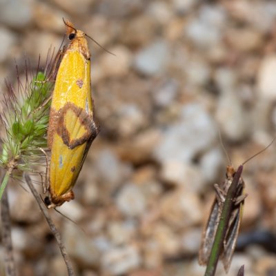 Agapeta zoegana (obalečík kroužkovaný), Bratčice