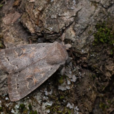 Orthosia populeti (jarnice topolová), Pouzdřanský rybník