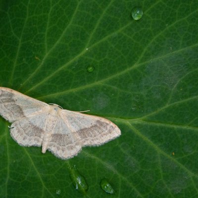 Idaea aversata (žlutokřídlec kručinkový), SK, Belianské Tatry