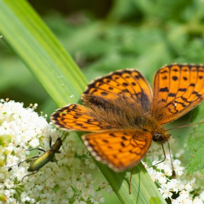 Brenthis ino (perleťovec kopřivový), SK, Štôla