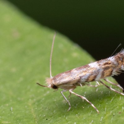 Macrosaccus robiniella (klíněnka akátová), Hády - odkaliště