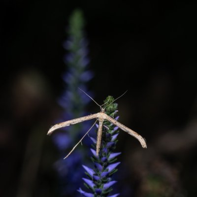 Emmelina monodactyla (pernatuška svlačcová), PR Kamenný vrch