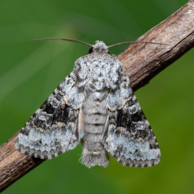 Hecatera bicolorata (můra jestřábníková), Hády