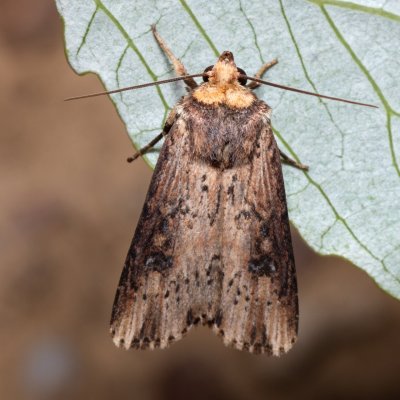 Axylia putris (osenice žlutavá), NPP Červený kopec