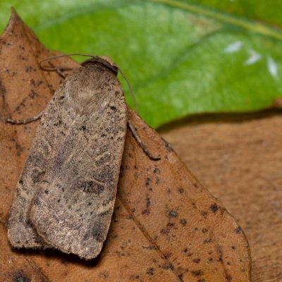 Noctua comes (osenice prvosenková), Hornek
