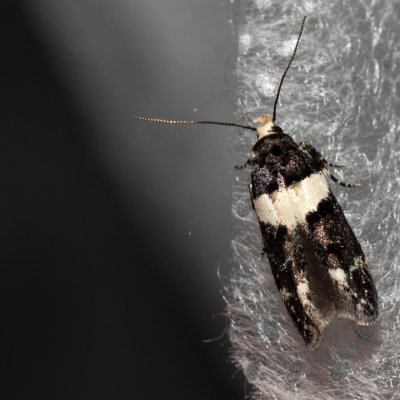 Recurvaria leucatella (makadlovka sadová), NPP Pouzdřanská step - Kolby