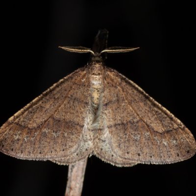 Agriopis marginaria (tmavoskvrnáč habrový), Žebětín