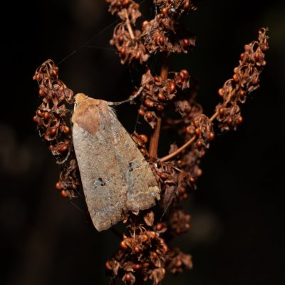 Conistra erythrocephala (zimovnice rudohlavá), Žebětín