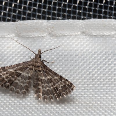 Alucita grammodactyla (pernatěnka hlaváčová), Hády