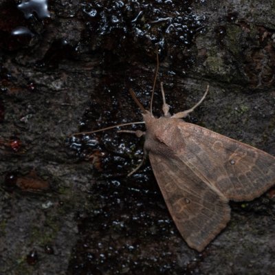 Xanthia ocellaris (zlatokřídlec topolový), Hády - odkaliště