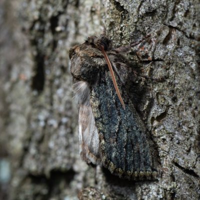 Polyploca ridens (můřice dubová), Žebětín