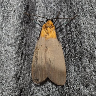 Lithosia quadra (lišejníkovec čtveroskvrnný), Žebětín