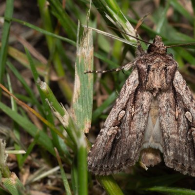 Dichagyris signifera (-), PR Turold