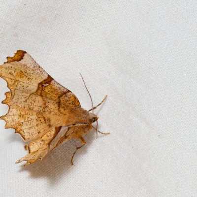 Selenia lunularia (zejkovec maliníkový), Kývalka