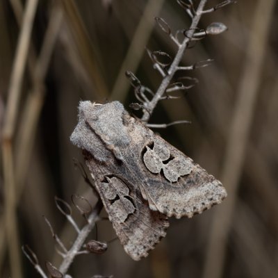 Perigrapha i-cinctum (můra ozdobná), PP Člupy