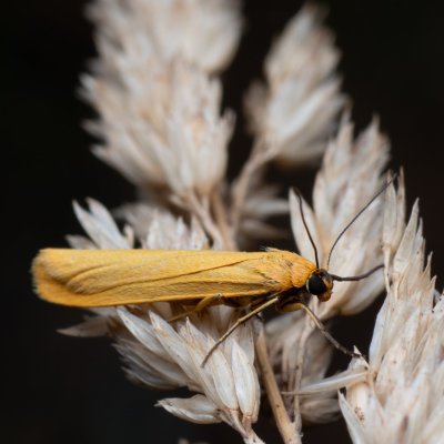 Eilema lutarella (lišejníkovec hlínožlutý), PP Bobrava