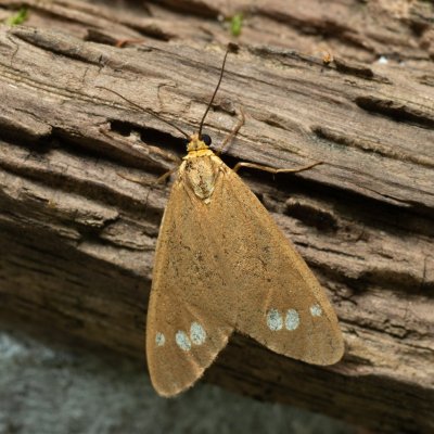 Dysauxes ancilla (běloskvrnáč lišejníkový), Augšperský potok