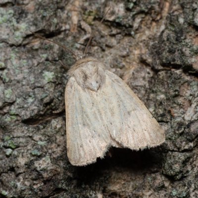 Photedes extrema (travařka žlutavá), Augšperský potok