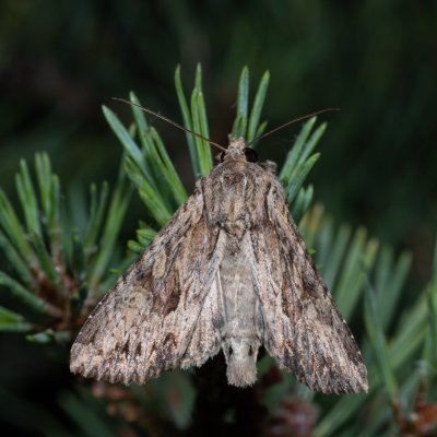 Apamea syriaca (šedavka syrská), Hády - lesní lom