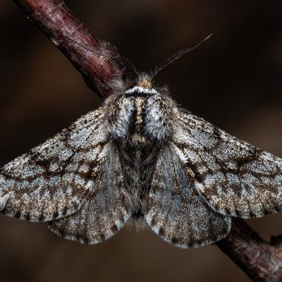 Lycia pomonaria (drsnokřídlec ovocný), PP Pekárna