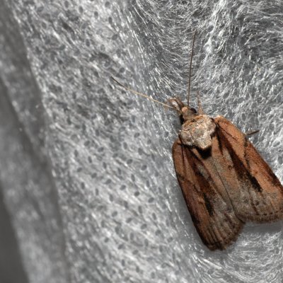 Nycteola revayana (můrka listová), NPP Pouzdřanská step - Kolby