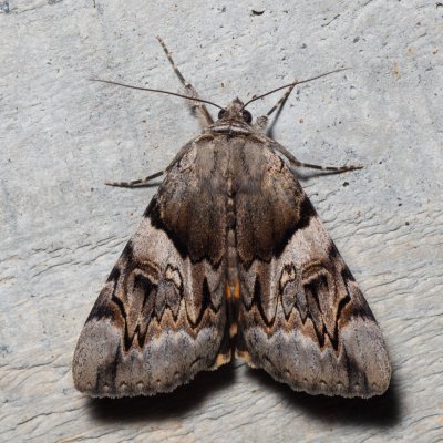 Catocala fulminea (stužkonoska švestková), HR, Krasno