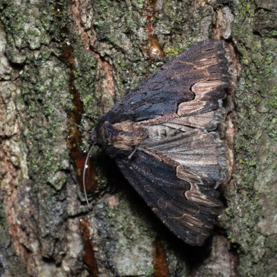 Dypterygia scabriuscula (blýskavka šťovíková), Žebětín
