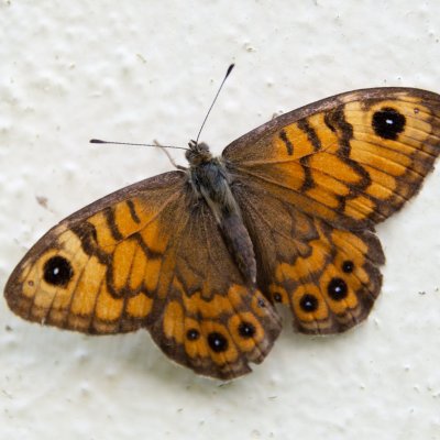 Lasiommata megera (okáč zední), Bechyně