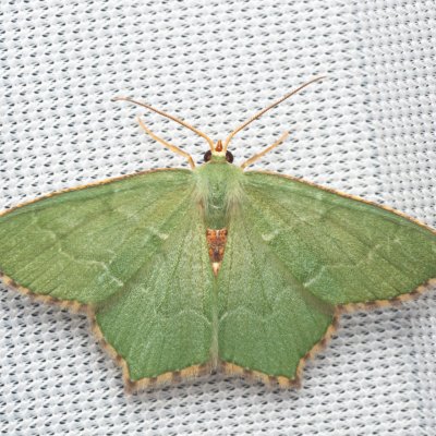 Hemithea aestivaria (zelenopláštník trnkový), NPR Děvín