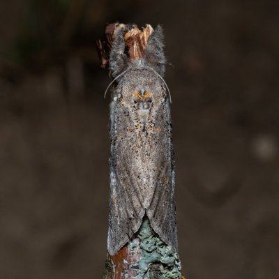 Dicallomera fascelina (štětconoš jetelový), PP Na cvičišti