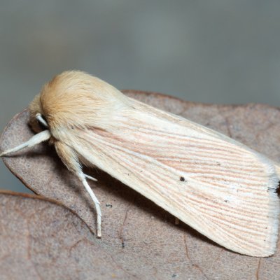 Mythimna pallens (plavokřídlec stepní), Hrušovany u Brna