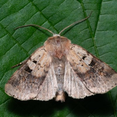 Diarsia mendica (osenice lesní), Kateřinská jeskyně