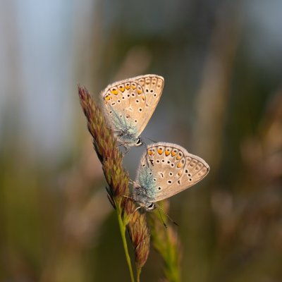 Polyommatus icarus (modrásek jehlicový), Hády