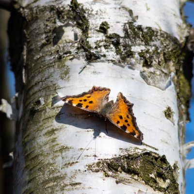 Nymphalis polychloros (babočka jilmová), Podkomorské lesy