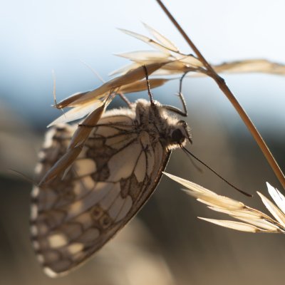 Melanargia galathea (okáč bojínkový), Žebětín