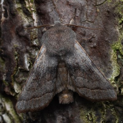 Orthosia opima (jarnice šedá), NPR Radostínské rašeliniště