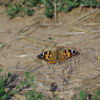 Vanessa cardui (babočka bodláková), Židlochovice - Výhon