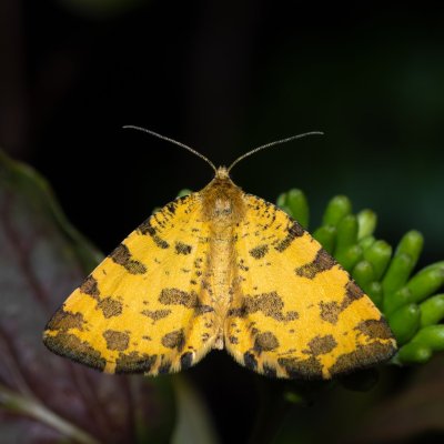 Pseudopanthera macularia (zejkovec hluchavkový), Hornek